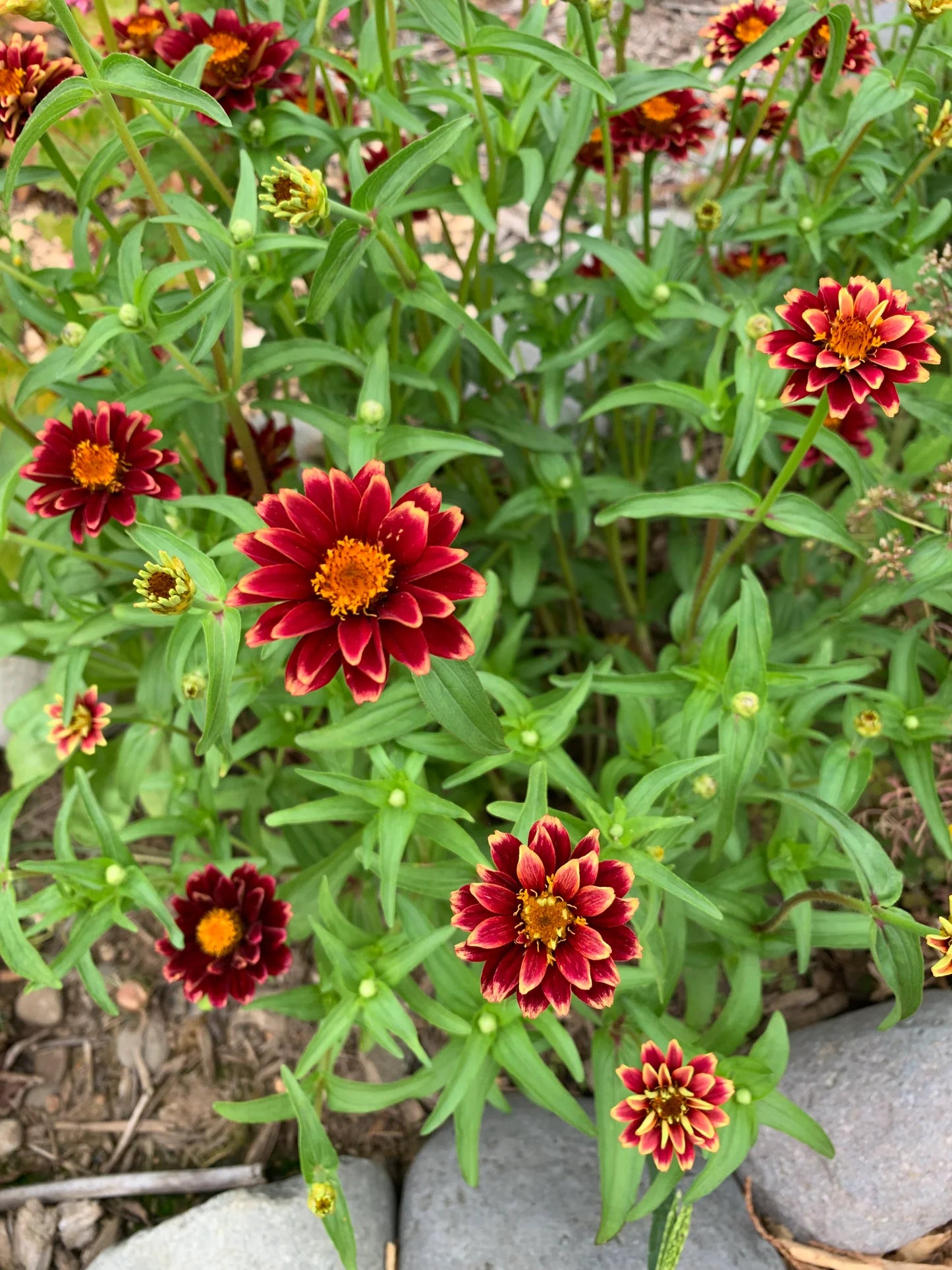 Zinnia 'Mexican' (Zinnia haageana) - Seed RS