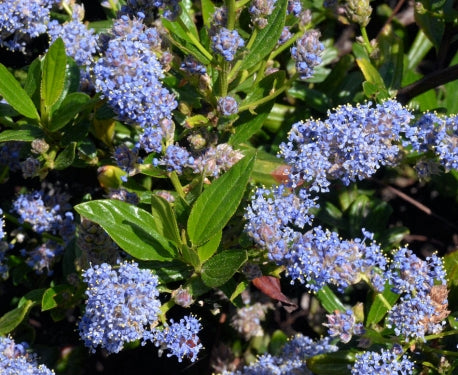 Ceanothus thyrsiflorus 'Skylark'