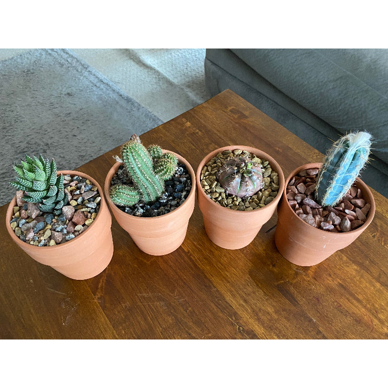 succulent soil topper Topper Original Sol 1 Quart