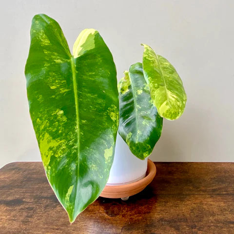 Philodendron 'Burle Marx' Variegated