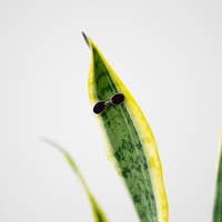 Magnetic Plant Charms