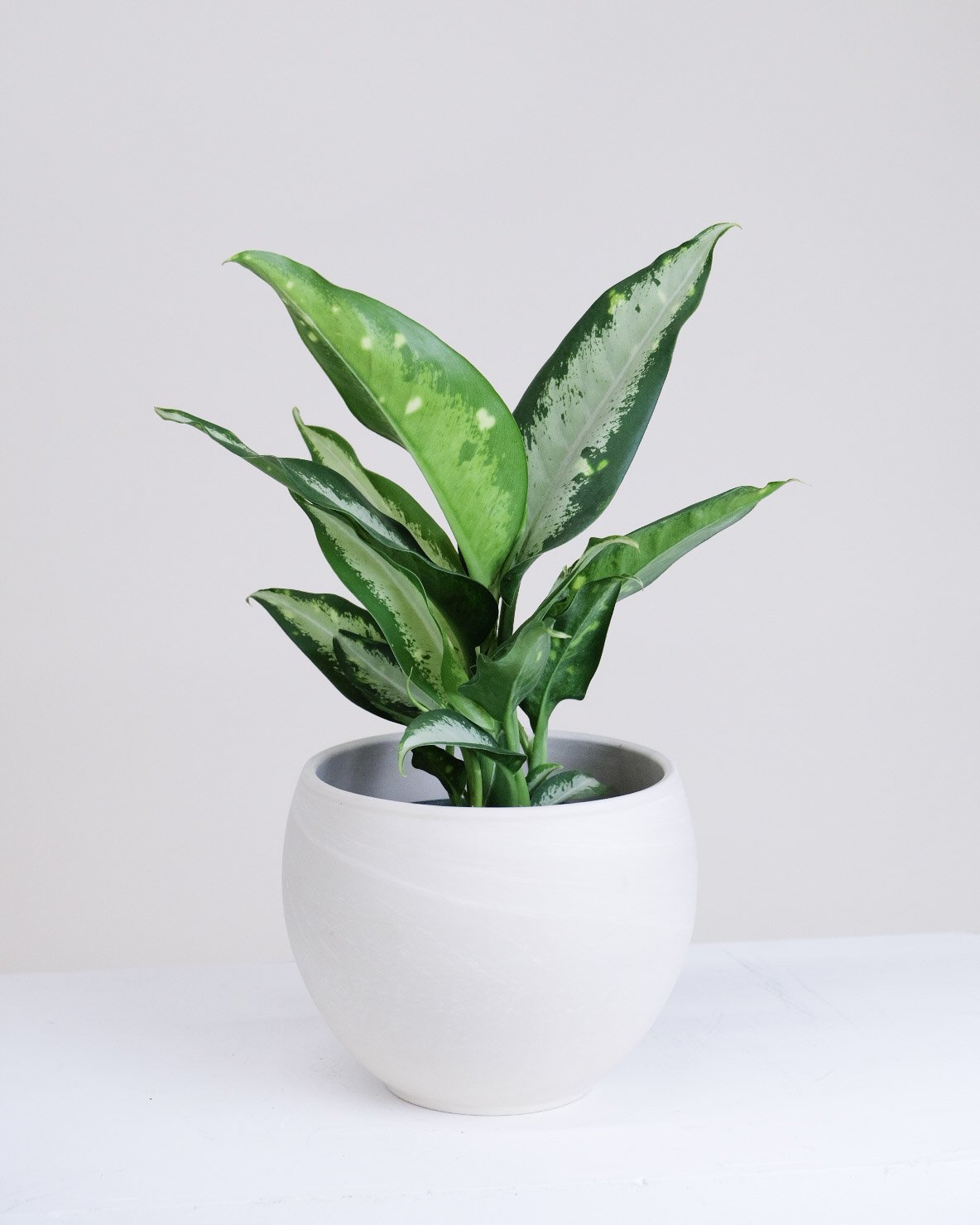 A white background with a plant in a white pot with long and thinner leaves with a dark green outside and silver green in the inner part of the leaf. 