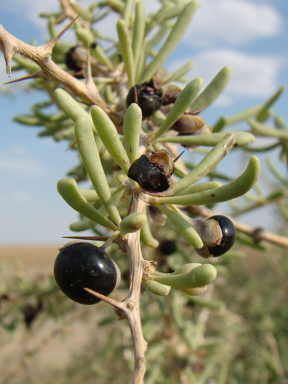 Black Goji Berry (Lycium ruthenicum)