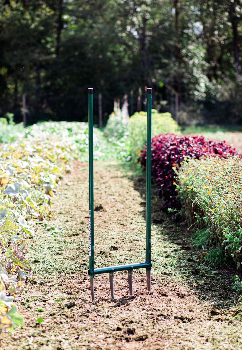 A green Broadfork with 12 inch tines is standing upright in the middle of a garden. There are rows of plants on either side. 