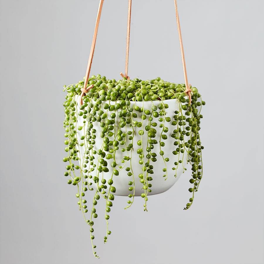 A hanging potted plant with long delicate tendrils. Popping off the vines are individual pearl shaped leaves.