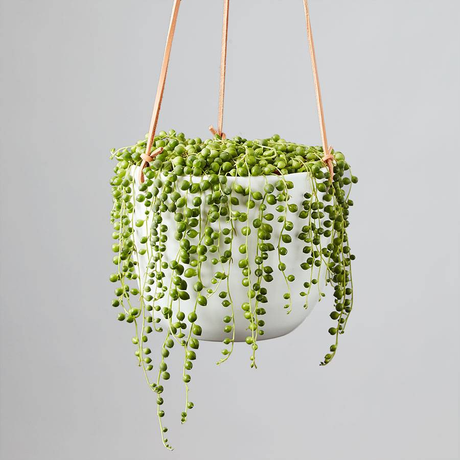 string of pearls plant hanging Senecio rowleyanus (String of Pearls)