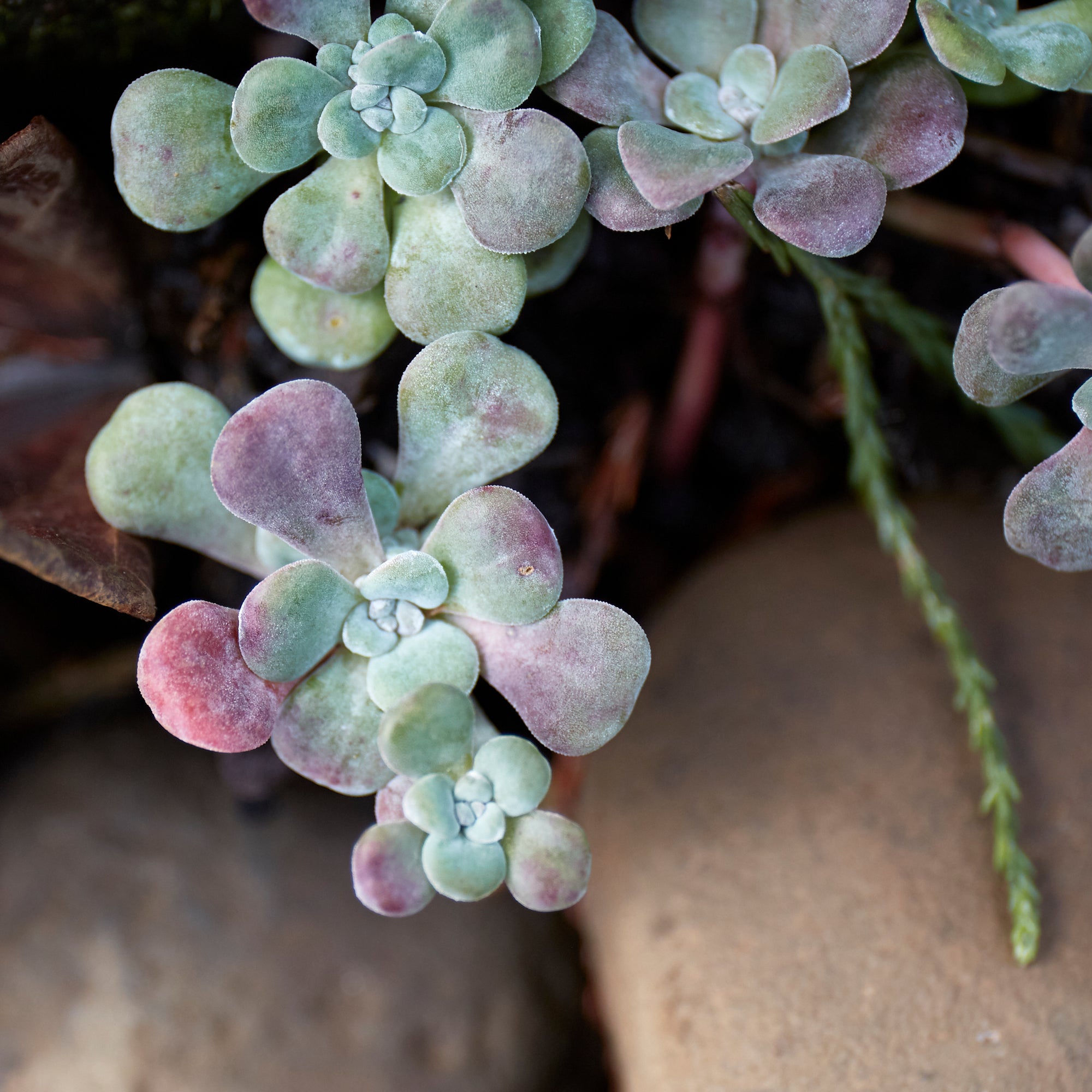 broadleaf stonecrop succulent Sedum spathulifolium (Broadleaf Stonecrop)