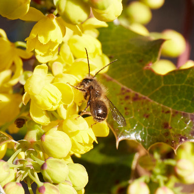 Mahonia aquifolium (Tall Oregon Grape)
