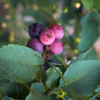 Amelanchier alnifolia (Saskatoon Serviceberry)