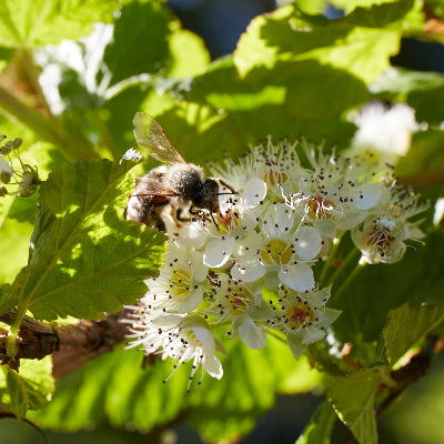 Physocarpus capitatus (Pacific Ninebark)