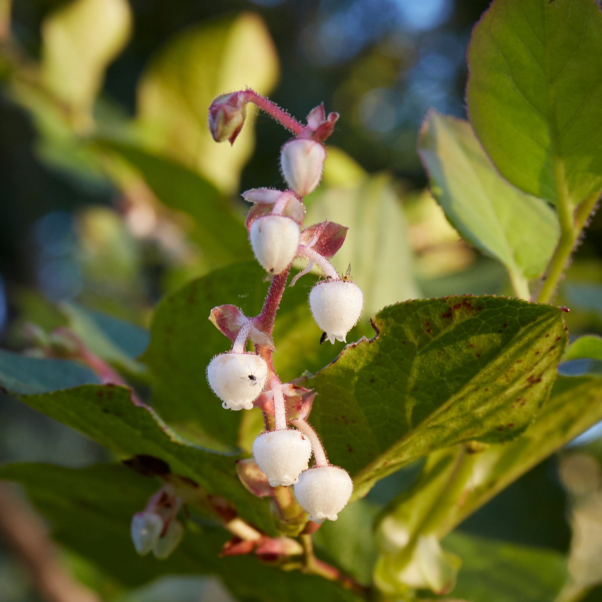 Shallon Spring Gaultheria shallon (Salal) - SymbiOp Garden Shop