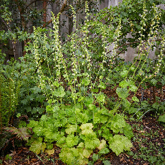 Tellima grandiflora (Fringe Cups)