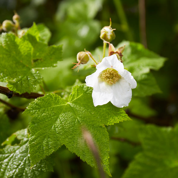 Rubus parviflorus (Thimbleberry)