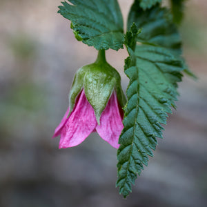 A bright pink flower growing downwards. The leaves surrounding it are dark green with pointed edges. 
