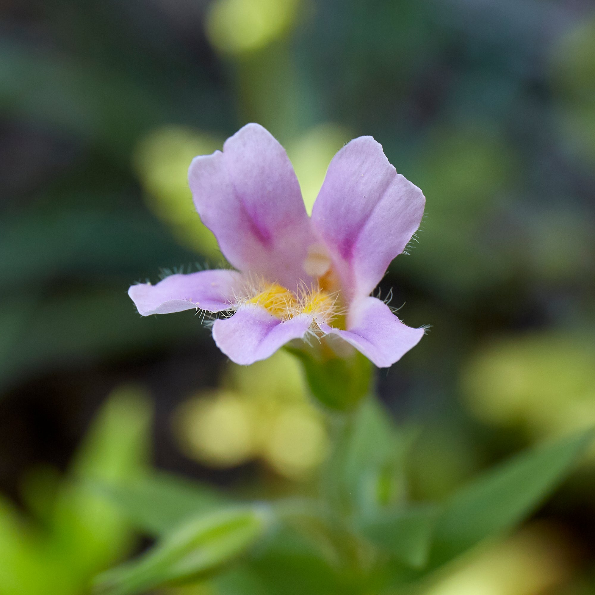 Mimulus lewisii (Pink Monkeyflower) CC DP