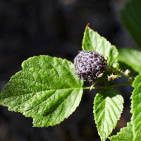 Rubus leucodermis (Blackcap Raspberry)