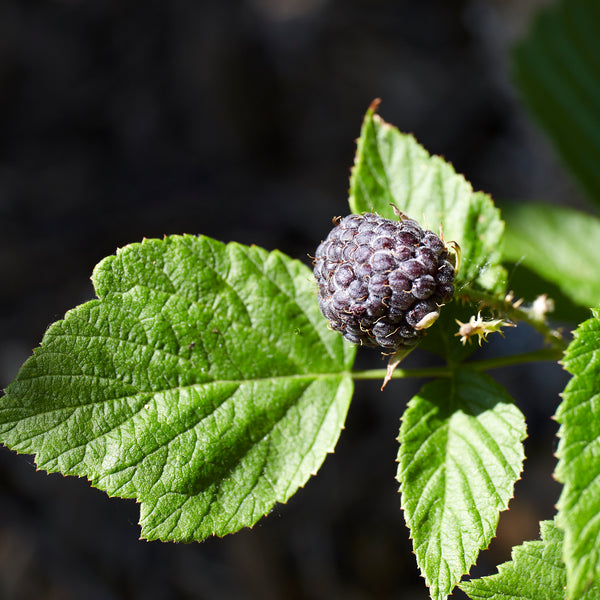 black raspberry Rubus leucodermis leaves, Stanley Park, Vancouver, British  Columbia, Canada Stock Photo - Alamy