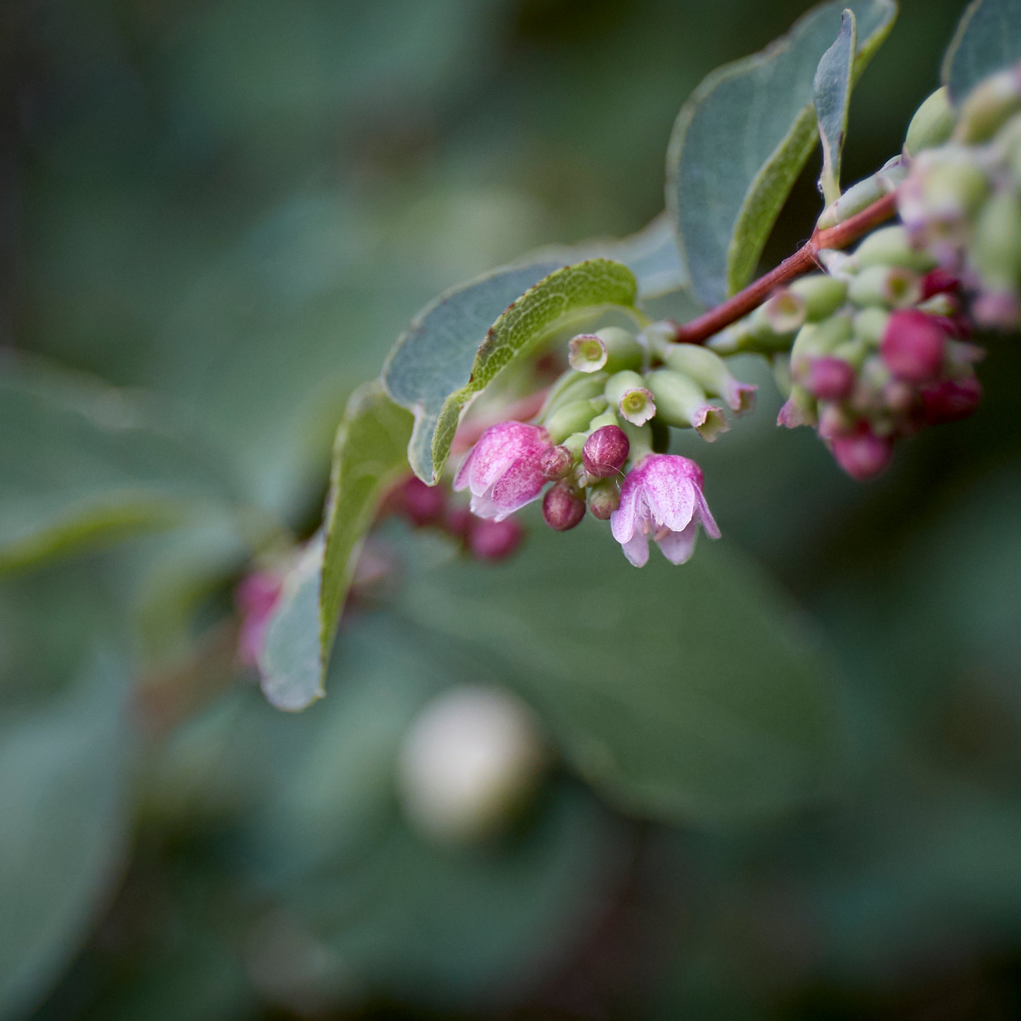 Common Snowberry Bush (Symphoricarpos 'albus')