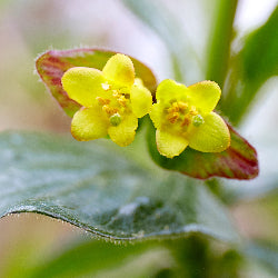 Lonicera involucrata (Black Twinberry) - SymbiOp Garden Shop