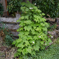 Rubus parviflorus (Thimbleberry)