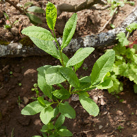 A young osoberry start. It has smooth, oval green leaves.