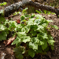 Tellima grandiflora (Fringe Cups)