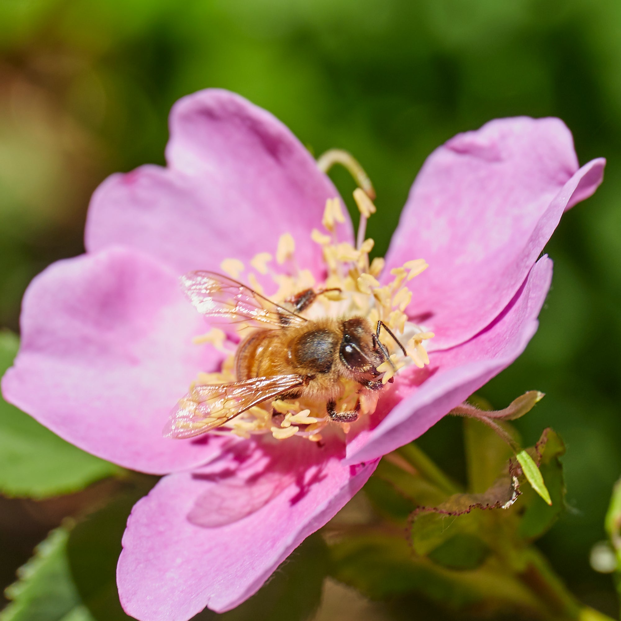 A light pink flower with yellow stamens in the center. A bee is in the center of the flower collecting pollen. The flower has thin, delicate petals.