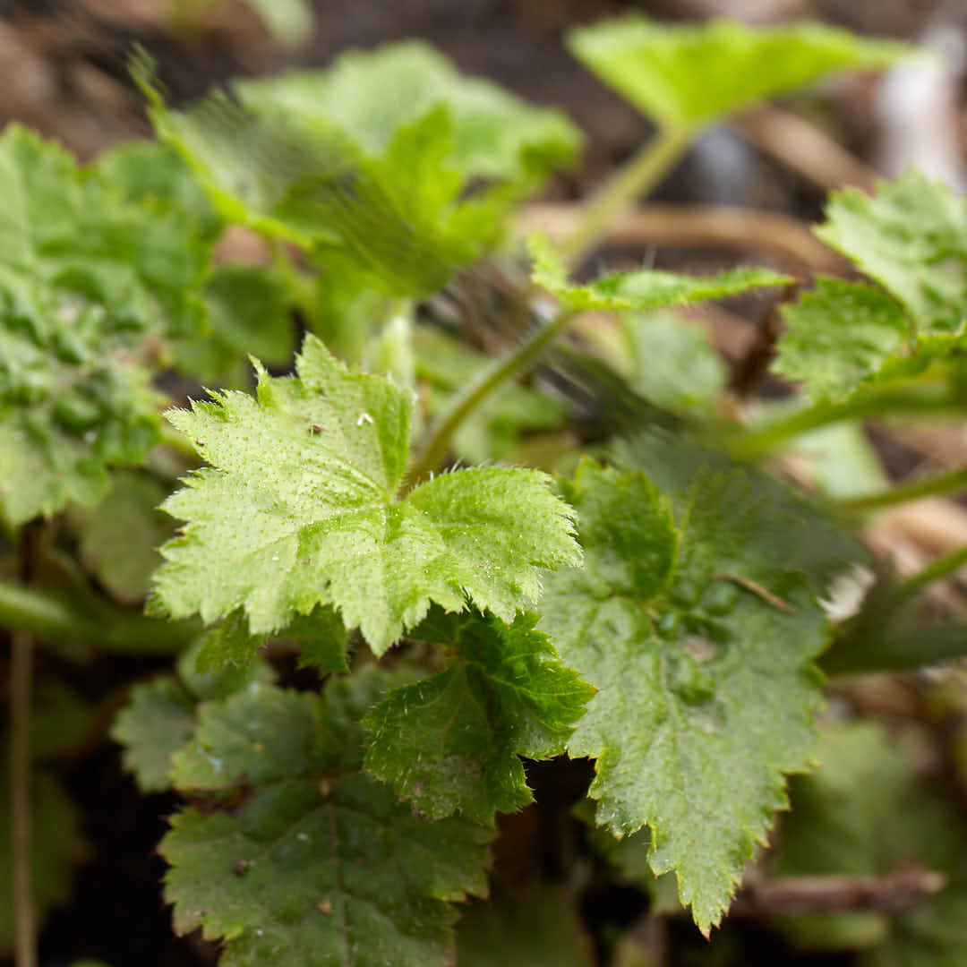 piggyback plant seeds Tolmiea menziesii (Piggyback Plant)