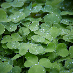 Oxalis oregana (Redwood Sorrel)