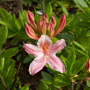 Rhododendron occidentale (Western Azalea)