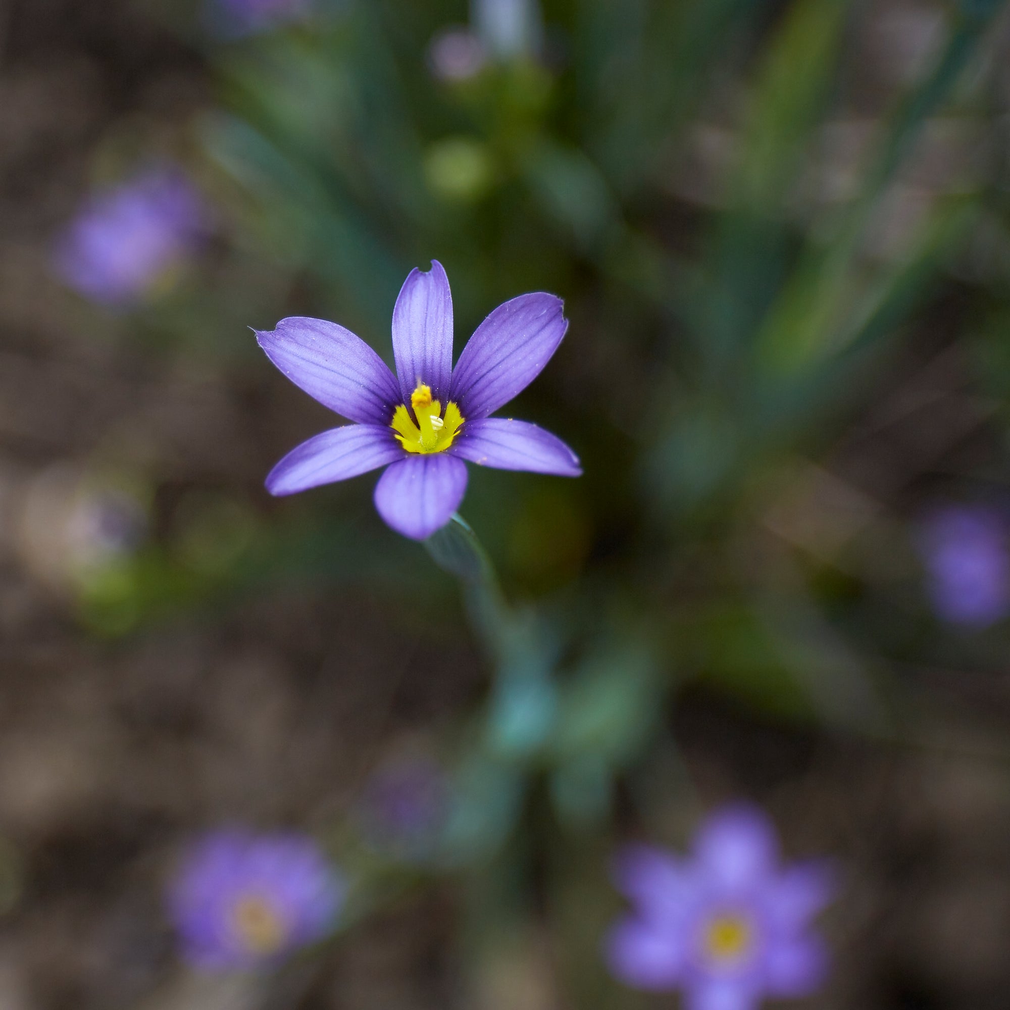 Idaho Blue-eyed grass (Sisyrinchium idahoense) Seed Packet WW