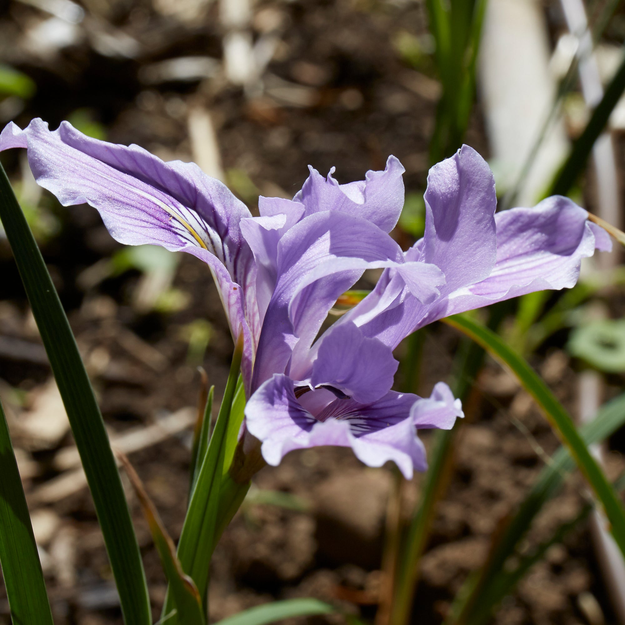 Iris tenax (Toughleaf Iris)