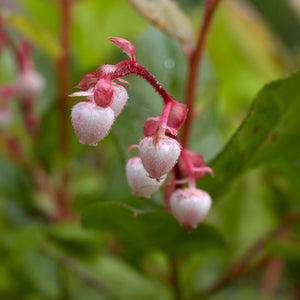 A close up of a blooming Salal. The flowers are very small, pea-like, and pink.