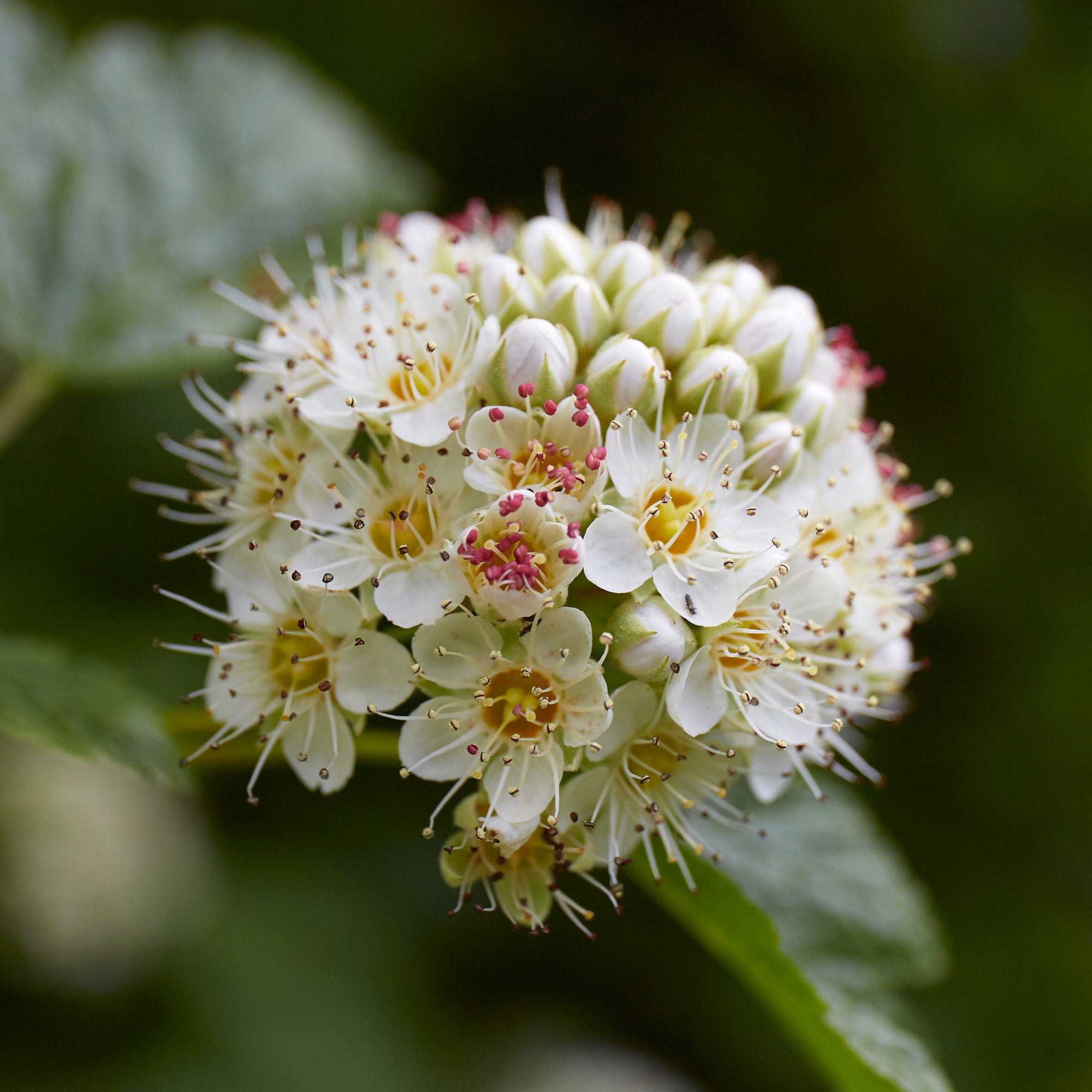 A cluster of very small white flowers with yellow centers and some pink on the stamens.