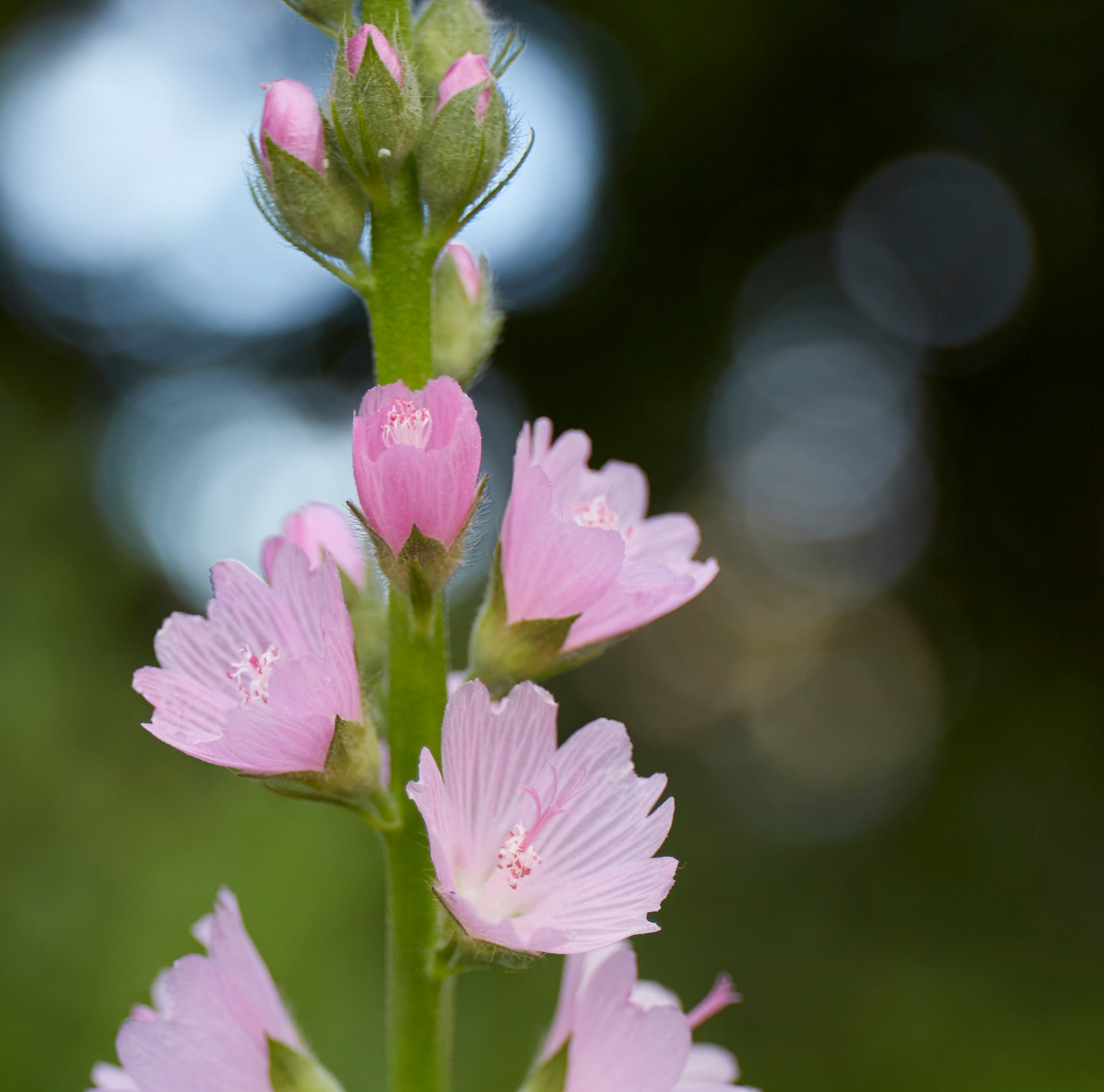 Sidalcea campestris (Meadow Checker-Mallow) CC DP