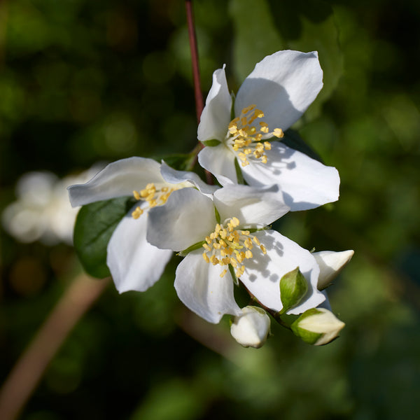 1W2A4115_600x.jpg?v=1641171688