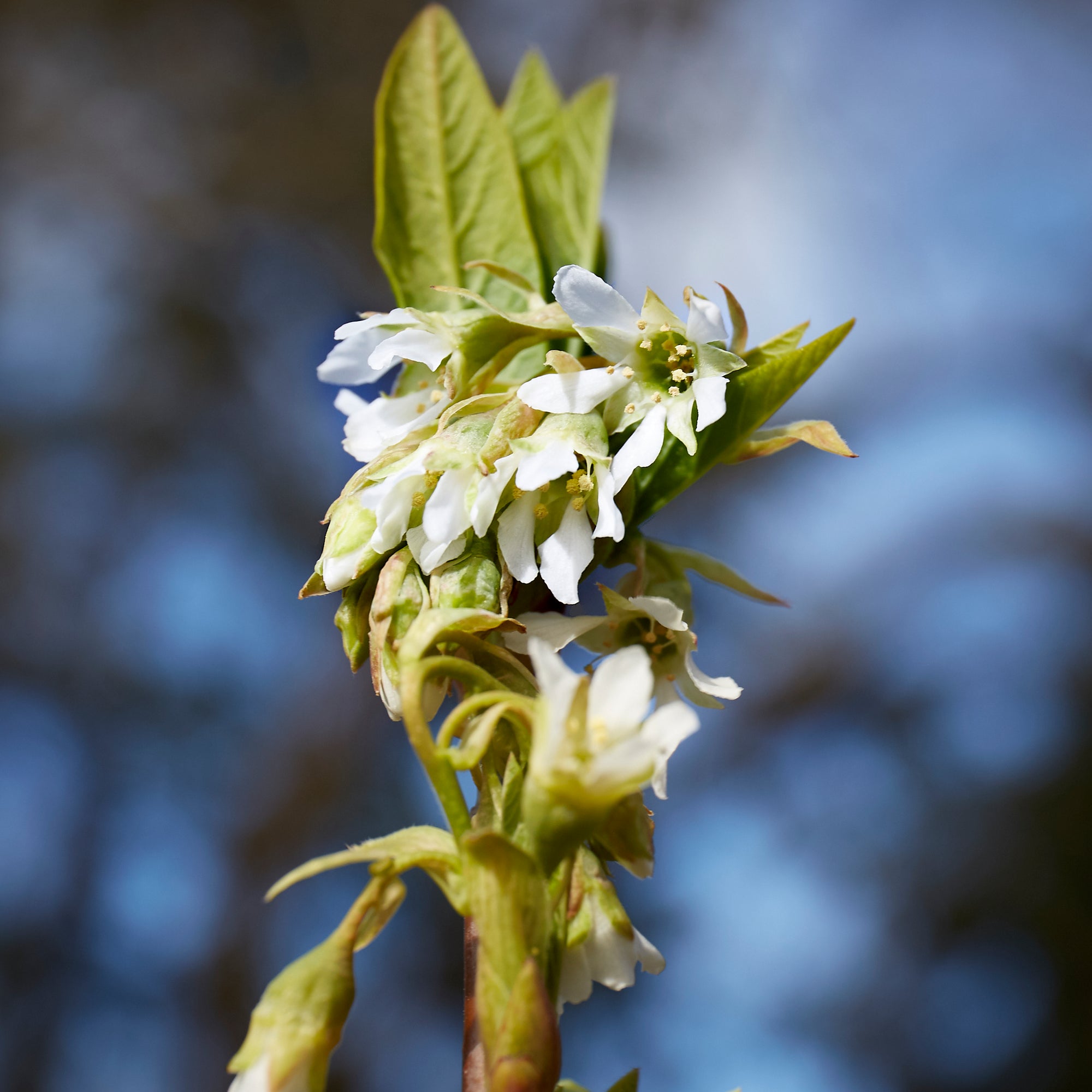 A cluster of white blooming flowers, buds, and green leaves.