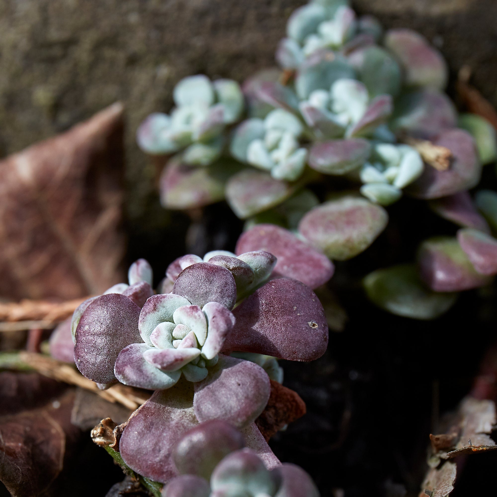 Sedum spathulifolium "purpurea" (Purple Broadleaf Stonecrop)