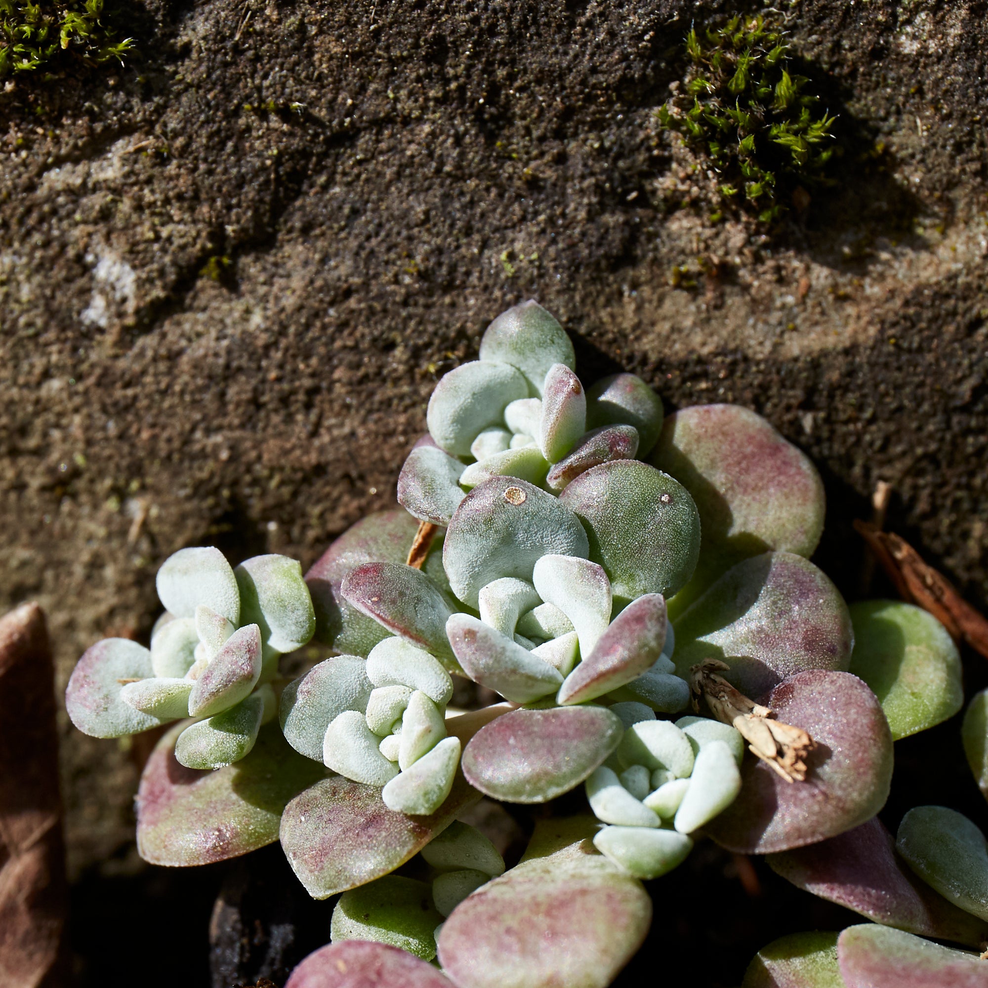 Sedum spathulifolium (Broadleaf Stonecrop)
