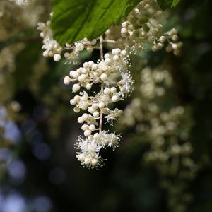 White flowers, some round and some open and bursting with stamens. 