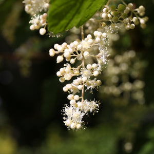 A close up of white oceanspray blooms. They range from round to bursting with many stamens.