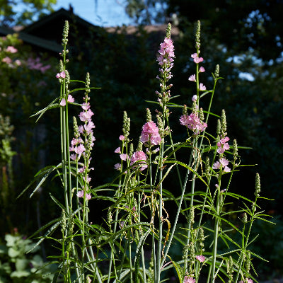 Sidalcea campestris (Meadow Checker-Mallow)