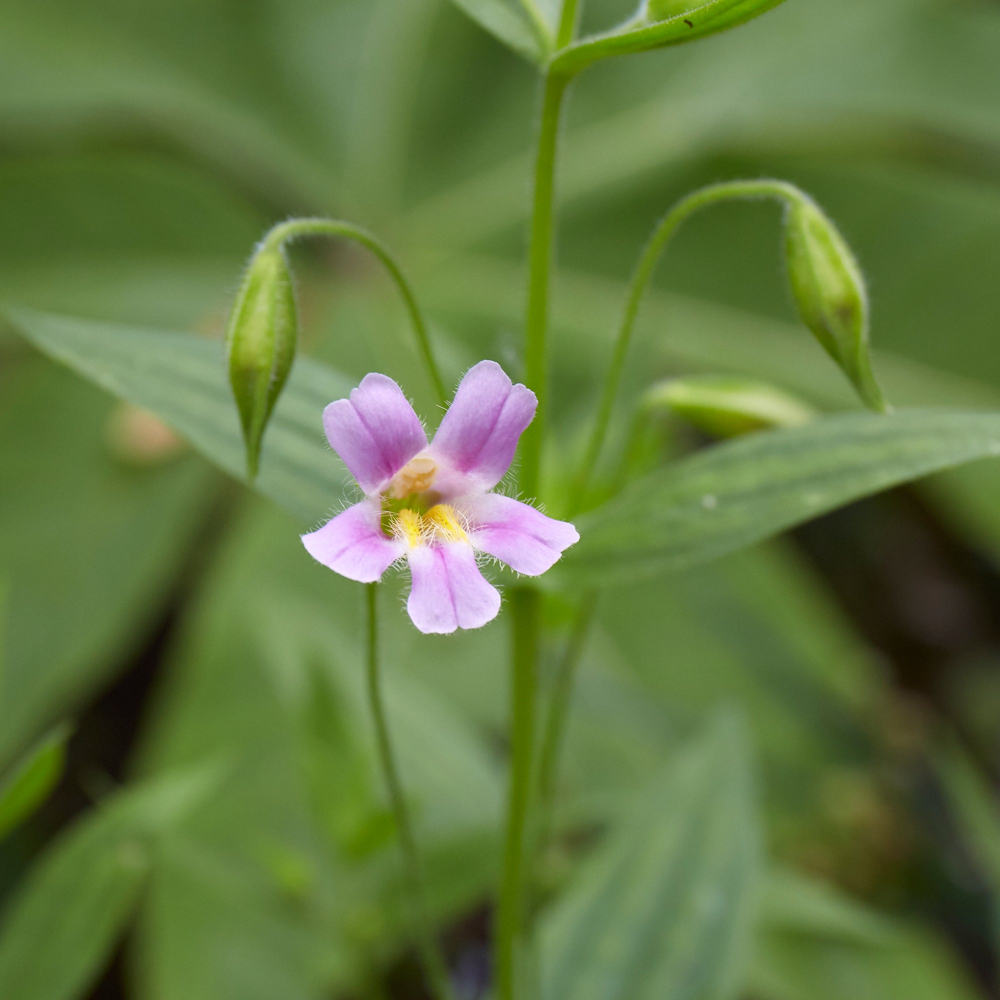 A green plant with long oval leaves and a single pink flower with a yellow center. The plant has 2 other buds.