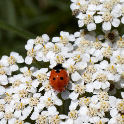 Achillea millefolium (Yarrow) Seed Packet WW