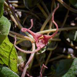 Asarum caudatum (Wild Ginger)