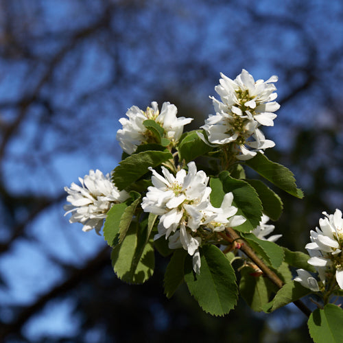 A cluster of white flowers with many small stamens growing from a single brown branch. They are clustered together and surrounded by green leaves of about the same size.