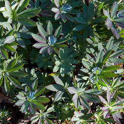 Lupinus polyphyllus (Big Leaf Lupine)