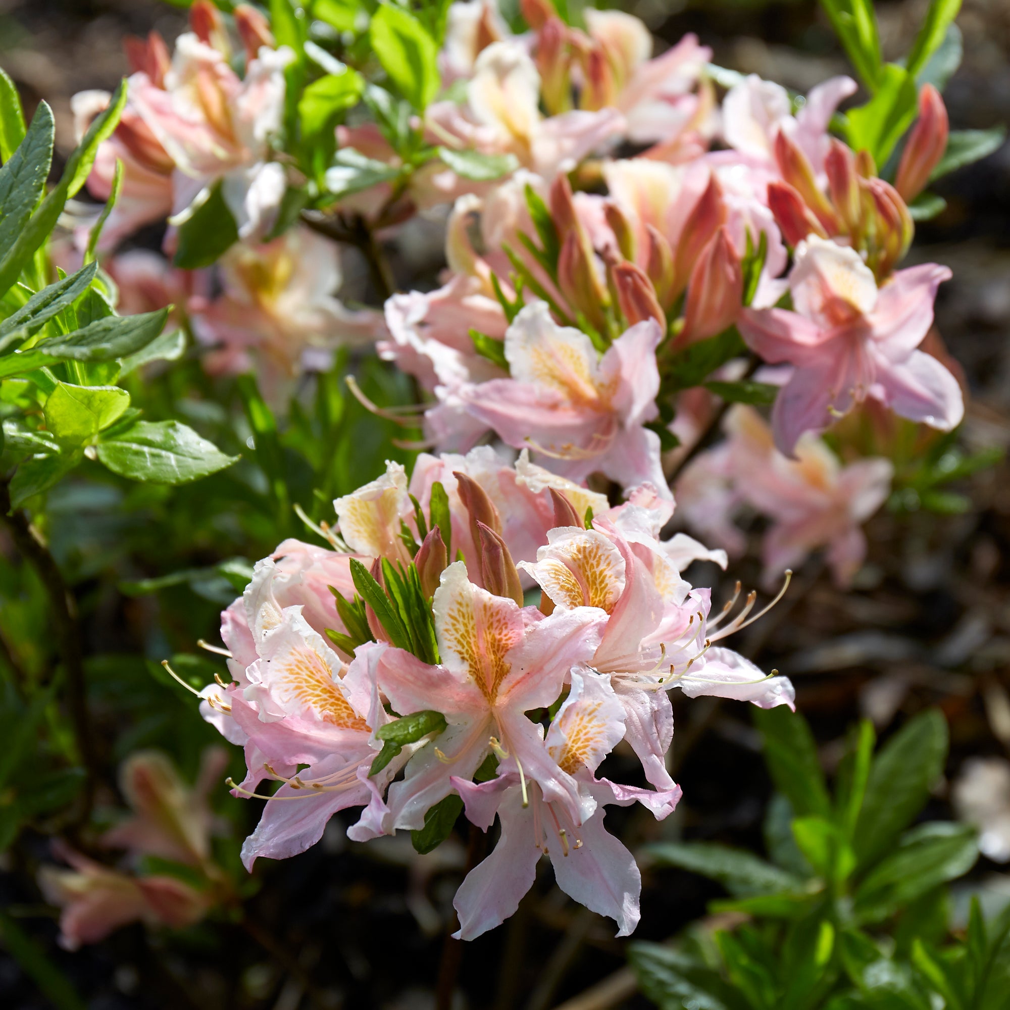 Rhododendron occidentale (Western Azalea)