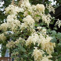Holodiscus discolor (Oceanspray)