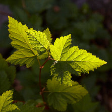 Rubus spectabilis (Salmonberry)